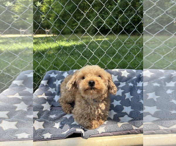 Medium Photo #7 Poodle (Toy) Puppy For Sale in Pacolet, SC, USA