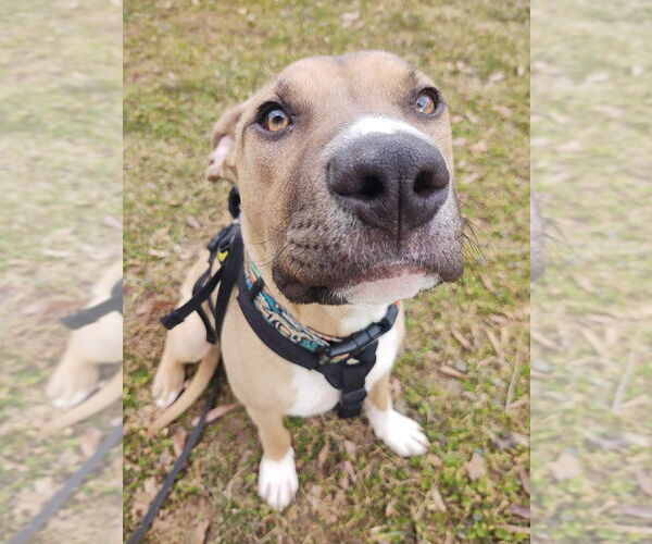 Medium Photo #6 Mutt Puppy For Sale in Candler, NC, USA