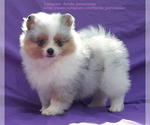 Small Photo #12 Pomeranian Puppy For Sale in WEST PALM BEACH, FL, USA