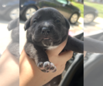 Small #2 Mutt