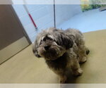 Small Mutt