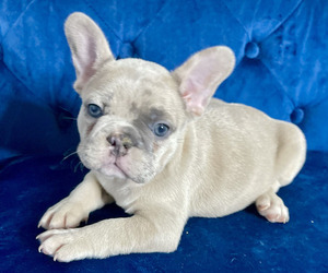French Bulldog Dog for Adoption in ATLANTA, Georgia USA