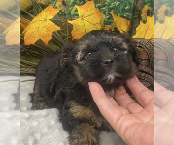 Medium Photo #3 Shorkie Tzu Puppy For Sale in SELLERSBURG, IN, USA