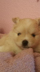 Pomeranian Dogs for adoption in SAN DIEGO, CA, USA