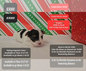 Yorkshire Terrier Puppy for sale in TUCSON, AZ, USA
