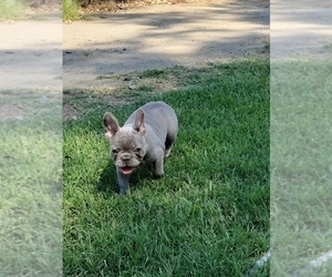 French Bulldog Puppy for sale in CALWA, CA, USA