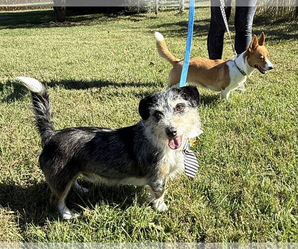 Medium Photo #5 Mutt Puppy For Sale in Landenberg, PA, USA