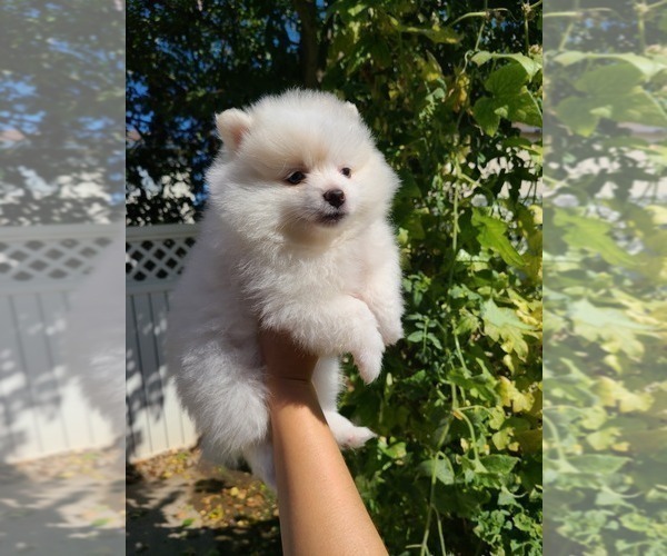 Medium Photo #8 Pomeranian Puppy For Sale in CITRUS HEIGHTS, CA, USA