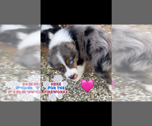 Medium Miniature Australian Shepherd