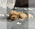 Puppy Puppy 5 Cavapoo