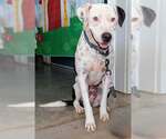 Small #6 American Pit Bull Terrier-American Staffordshire Terrier Mix