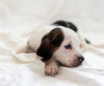 Puppy 7 Basset Hound