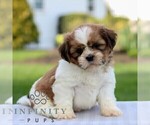 Small #4 Shih Tzu