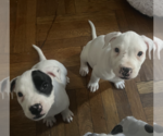 Small #3 Mutt