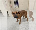 Small Labrador Retriever Mix
