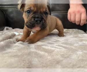 Bulldog Puppy for sale in MARSHALL, AR, USA
