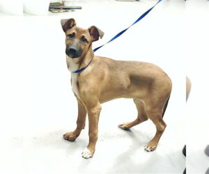 Mutt Dogs for adoption in Fayetteville, NC, USA