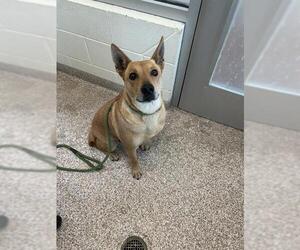 Akita-Unknown Mix Dogs for adoption in Pueblo, CO, USA