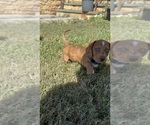 Small #24 Dachshund