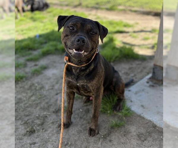 Medium Photo #1 Mutt Puppy For Sale in Modesto, CA, USA