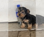 Small #4 Yorkshire Terrier