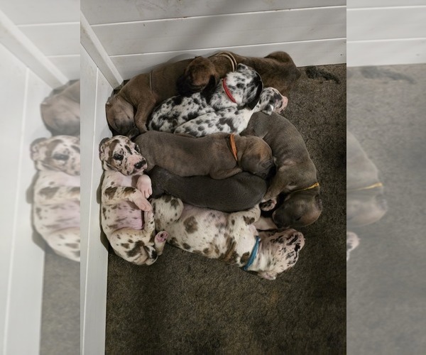 Medium Photo #1 Great Dane Puppy For Sale in SPIRO, OK, USA