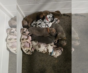 Great Dane Puppy for sale in SPIRO, OK, USA