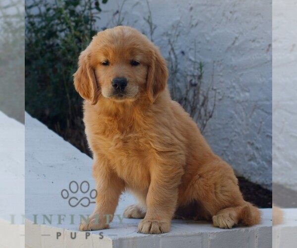 Medium Photo #3 Golden Retriever Puppy For Sale in NARVON, PA, USA