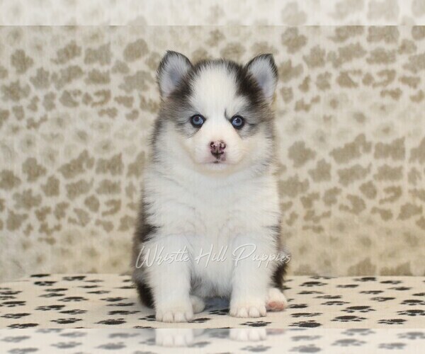 Medium Photo #3 Pomsky Puppy For Sale in DENVER, PA, USA
