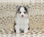 Small #2 Pomsky