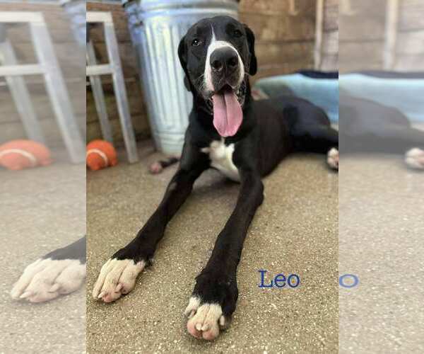 Medium Photo #1 Great Dane Puppy For Sale in Palm Beach, FL, USA
