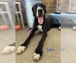 Small Great Dane