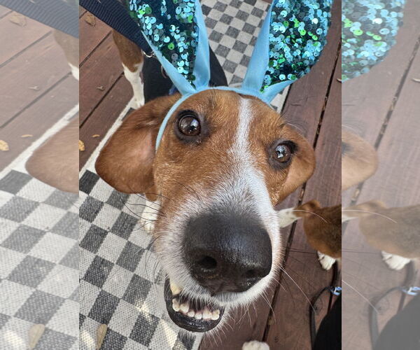 Medium Photo #4 Beagle Puppy For Sale in Tampa, FL, USA