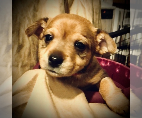 Medium Photo #1 Chorkie Puppy For Sale in GROVEPORT, OH, USA