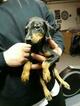 Small Photo #19 Doberman Pinscher Puppy For Sale in SUISUN CITY, CA, USA