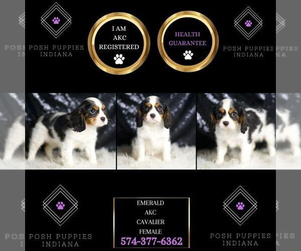 Medium Photo #10 Cavalier King Charles Spaniel Puppy For Sale in WARSAW, IN, USA