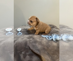 French Bulldog Puppy for sale in MACOMB, MI, USA