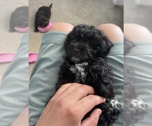 Maltipoo Puppy for sale in AUSTIN, TX, USA