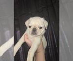 Small #3 Pug