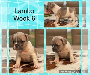 French Bulldog Puppy for sale in GERBER, CA, USA