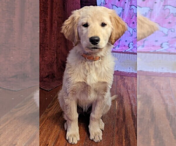 Medium Photo #14 Golden Retriever Puppy For Sale in LEXINGTON, KY, USA