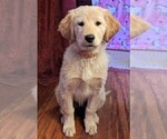 Small Photo #14 Golden Retriever Puppy For Sale in LEXINGTON, KY, USA