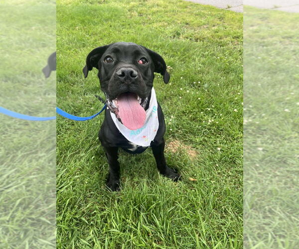Medium Photo #9 Mutt Puppy For Sale in Candler, NC, USA