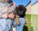 Puppy Yellow girl German Shepherd Dog