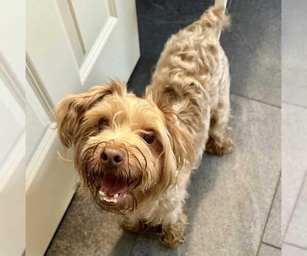 Medium Photo #1 Poodle (Miniature)-Unknown Mix Puppy For Sale in Spring Lake, NC, USA