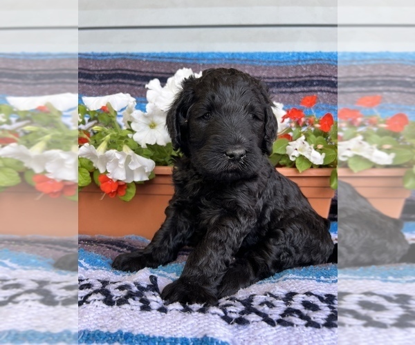 Medium Photo #2 Labradoodle Puppy For Sale in CORPUS CHRISTI, TX, USA