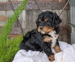 Small Photo #3 Cavapoo Puppy For Sale in GOSHEN, IN, USA