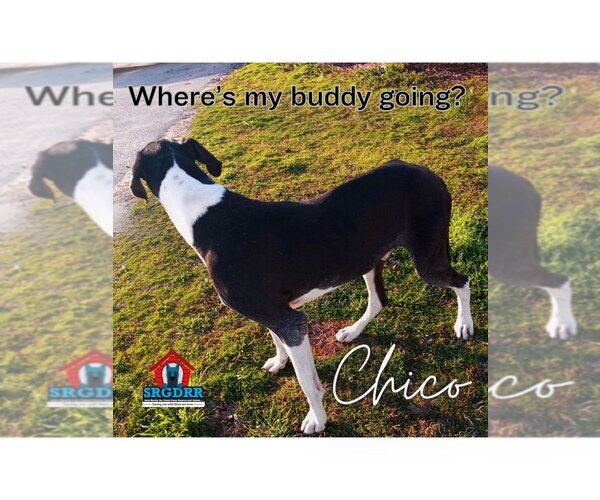 Medium Photo #7 Great Dane Puppy For Sale in Bullard, TX, USA