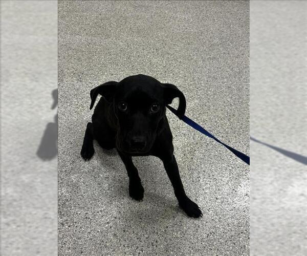 Medium Photo #1 Mutt Puppy For Sale in Conroe, TX, USA