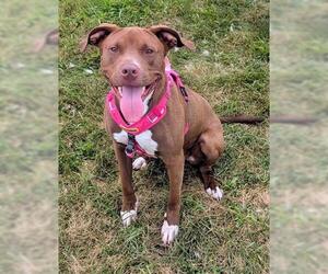 BRITTNEY - Female Mutt Dog for Adoption